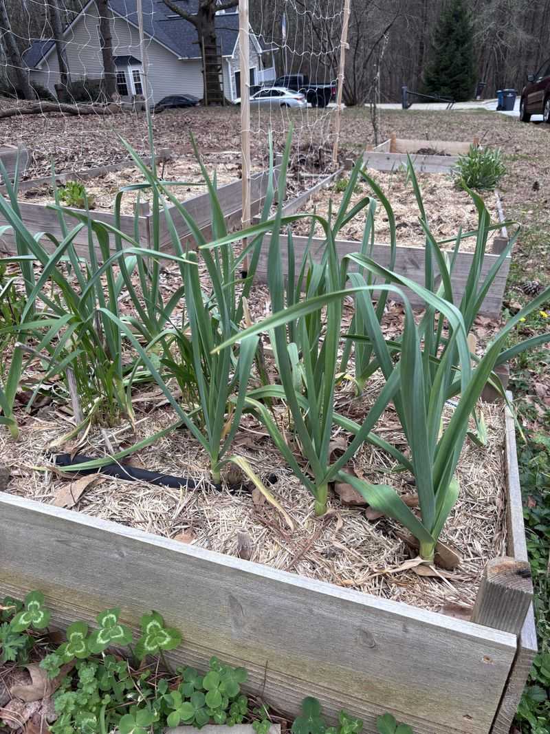 Garlic Plants Carry An Old Snake Deterrent Story Garlic Plants Carry An Old Snake Deterrent Story
