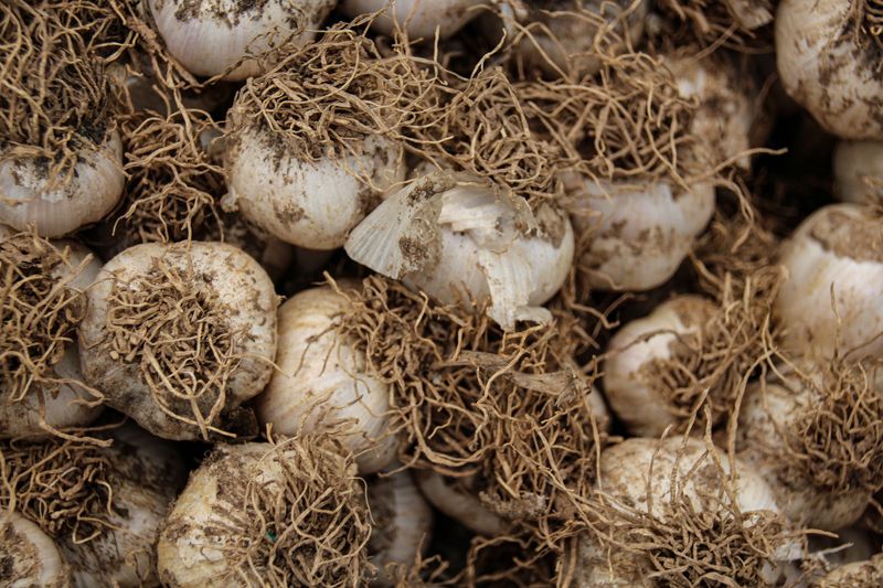 Garlic Scattered Around The Garden