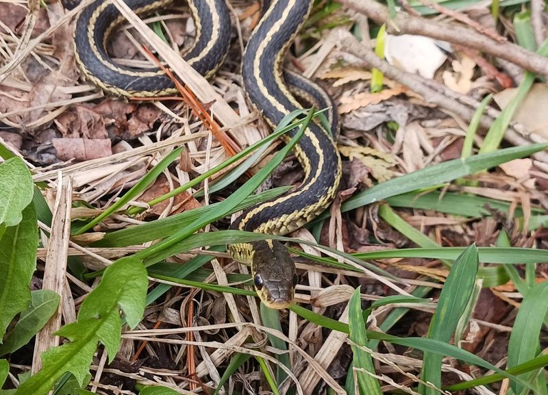 Garter Snakes Usually Mean There Is Plenty Of Prey Nearby