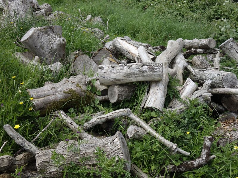 Gather Fallen Branches And Logs After Storms Pass Gather Fallen Branches And Logs After Storms Pass