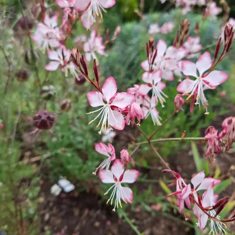 Gaura Sends Soft Blossoms Above Airy Foliage Gaura Sends Soft Blossoms Above Airy Foliage