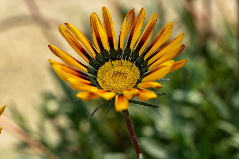 Gazania Gazania