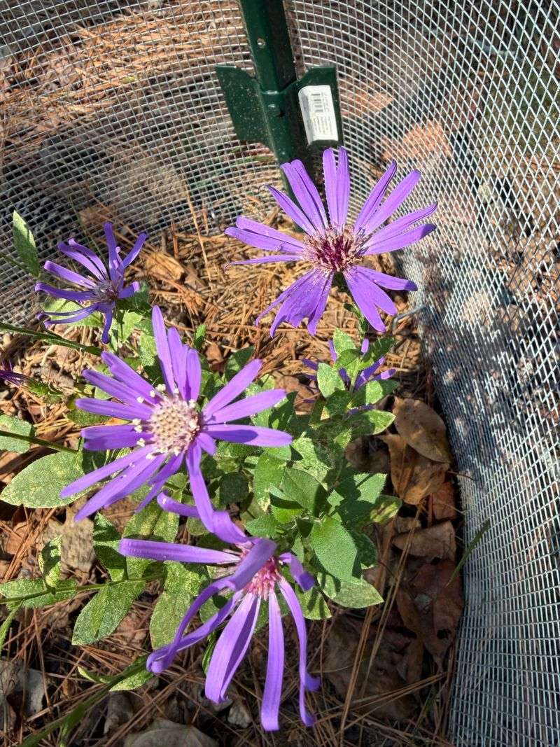 Georgia Aster Finishes The Season