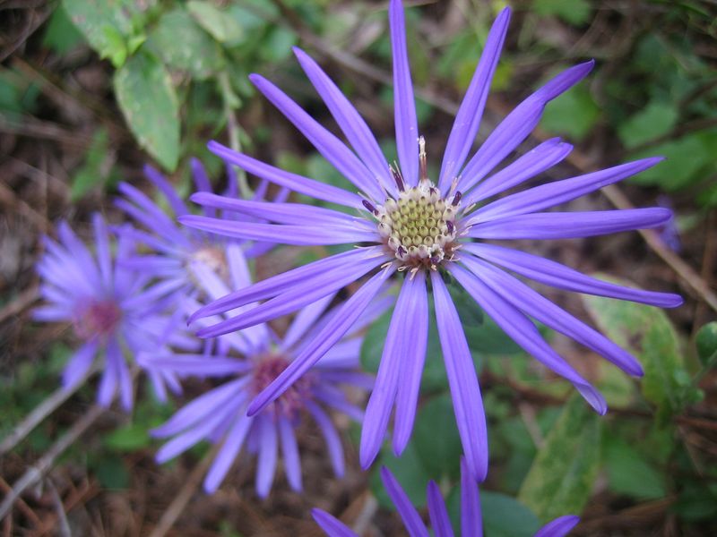 Georgia Aster Finishes The Season