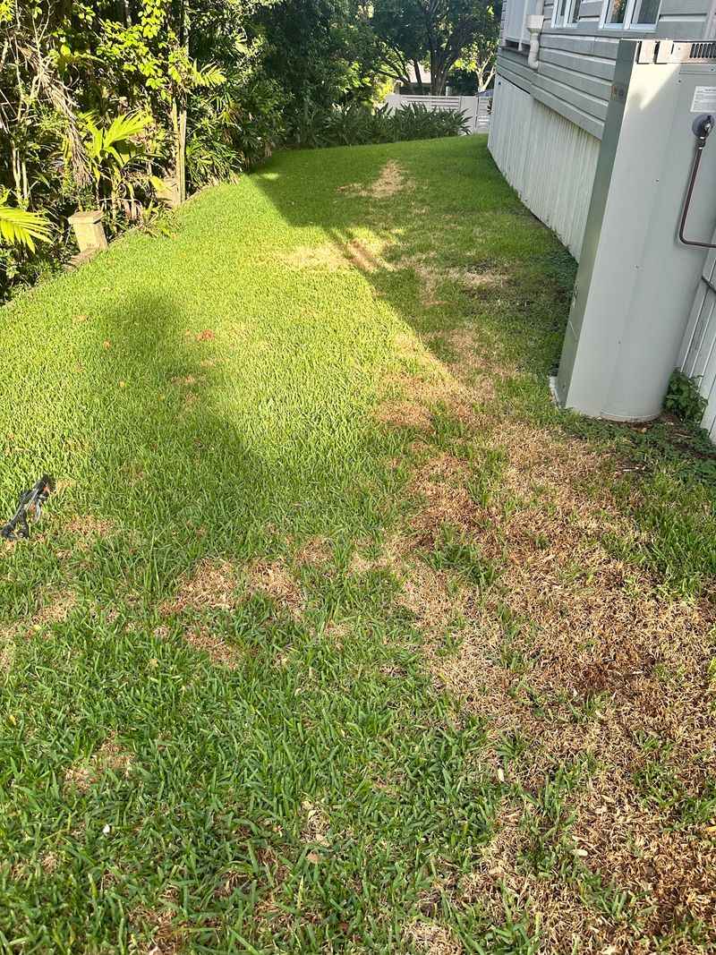 Georgia Lawns Face This Threat Every Late Summer