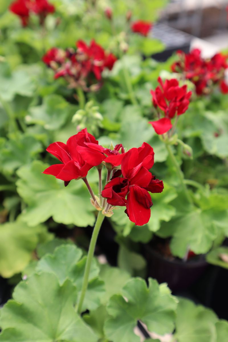 Geranium Geranium