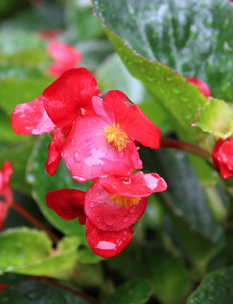 Geraniums And Begonias Trap Water In Flowers Geraniums And Begonias Trap Water In Flowers