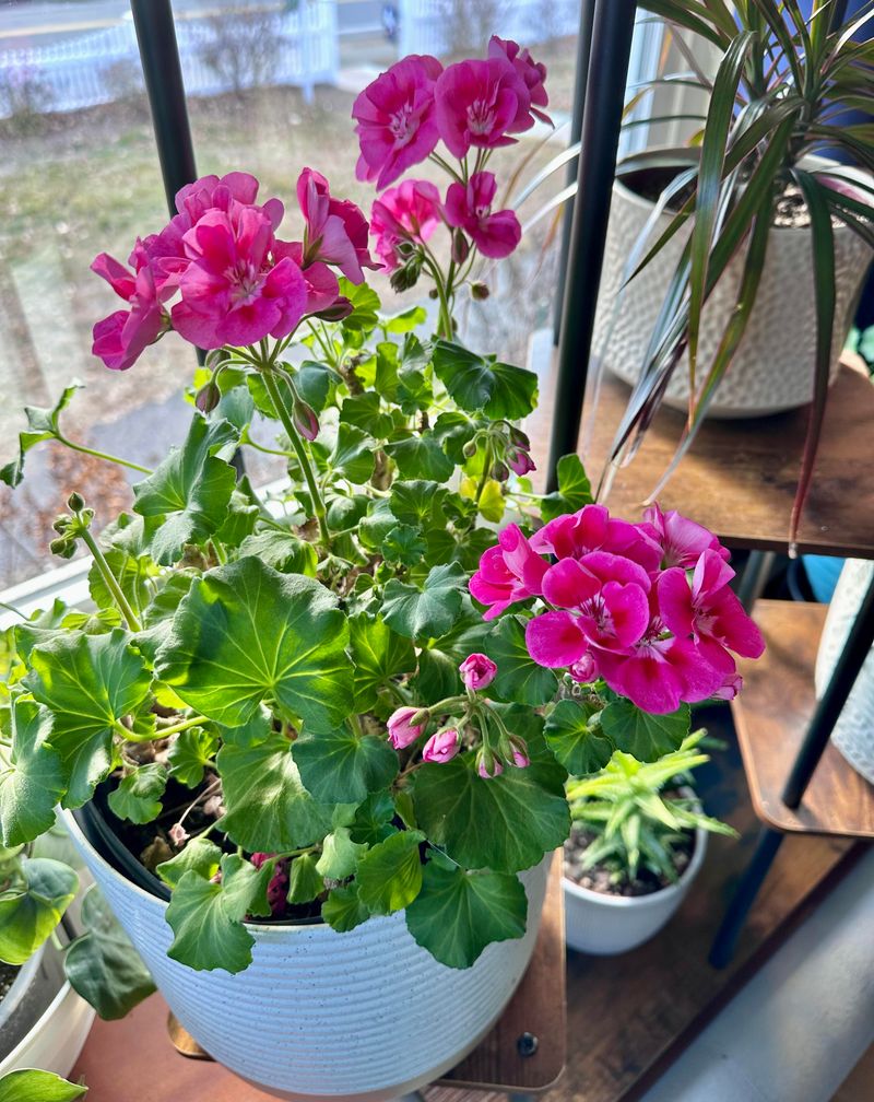 Geraniums Taking The Afternoon Heat In Stride Geraniums Taking The Afternoon Heat In Stride
