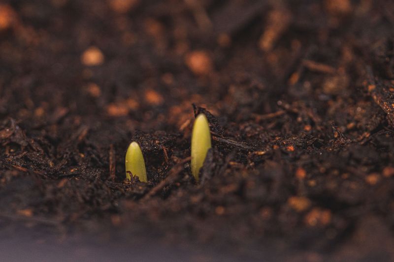 Germination Can Take Four To Eight Weeks To Happen