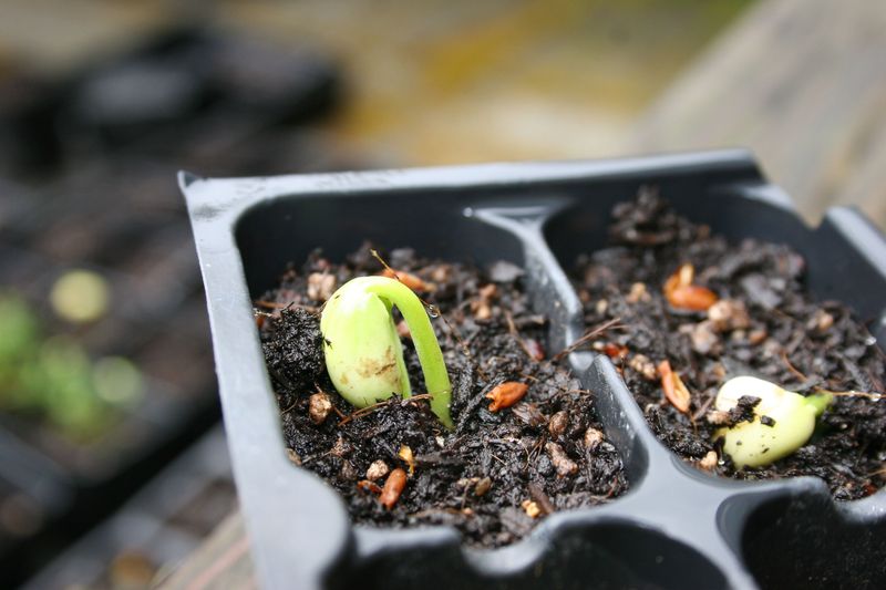 Germination Can Take Months Germination Can Take Months