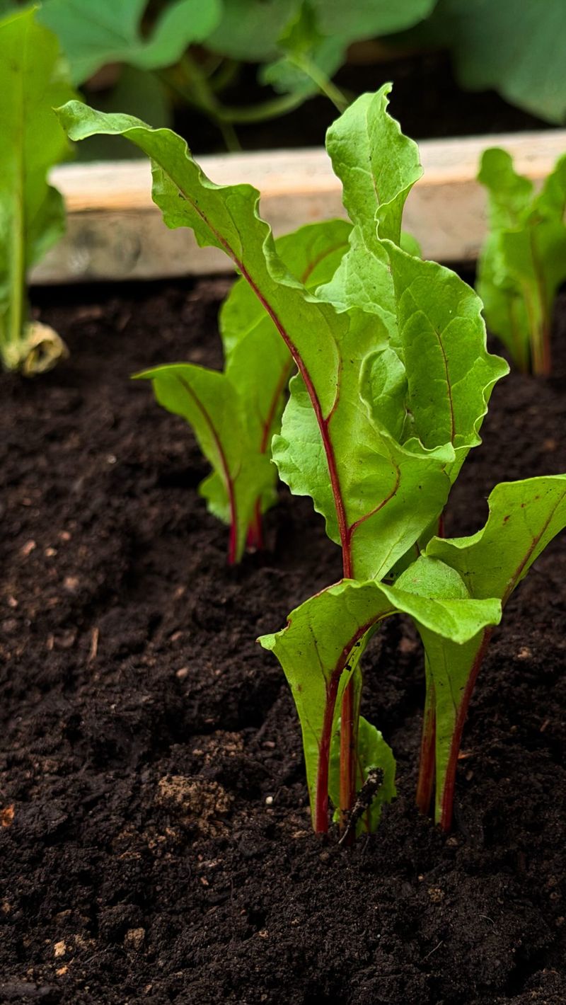 Get Beets In The Ground Get Beets In The Ground