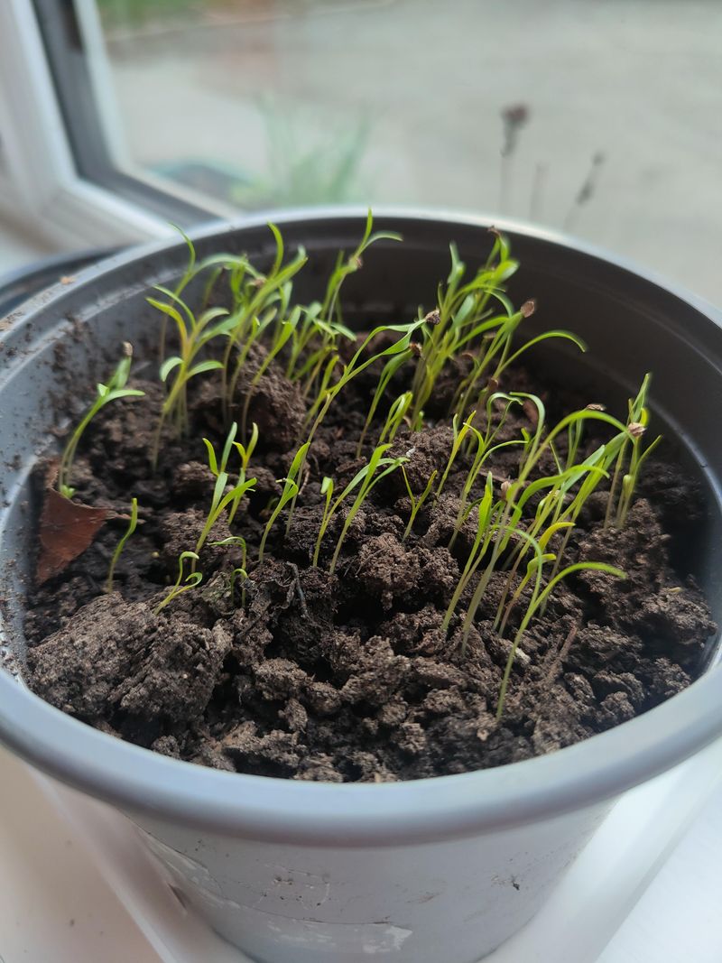 Get Carrots Into Open Ground Get Carrots Into Open Ground