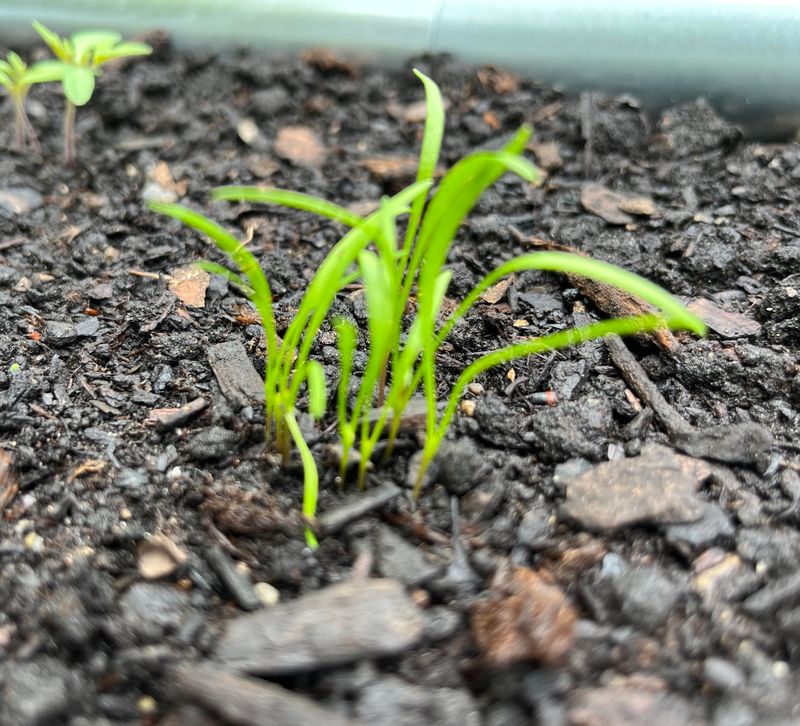 Get Carrots Into Prepared Beds