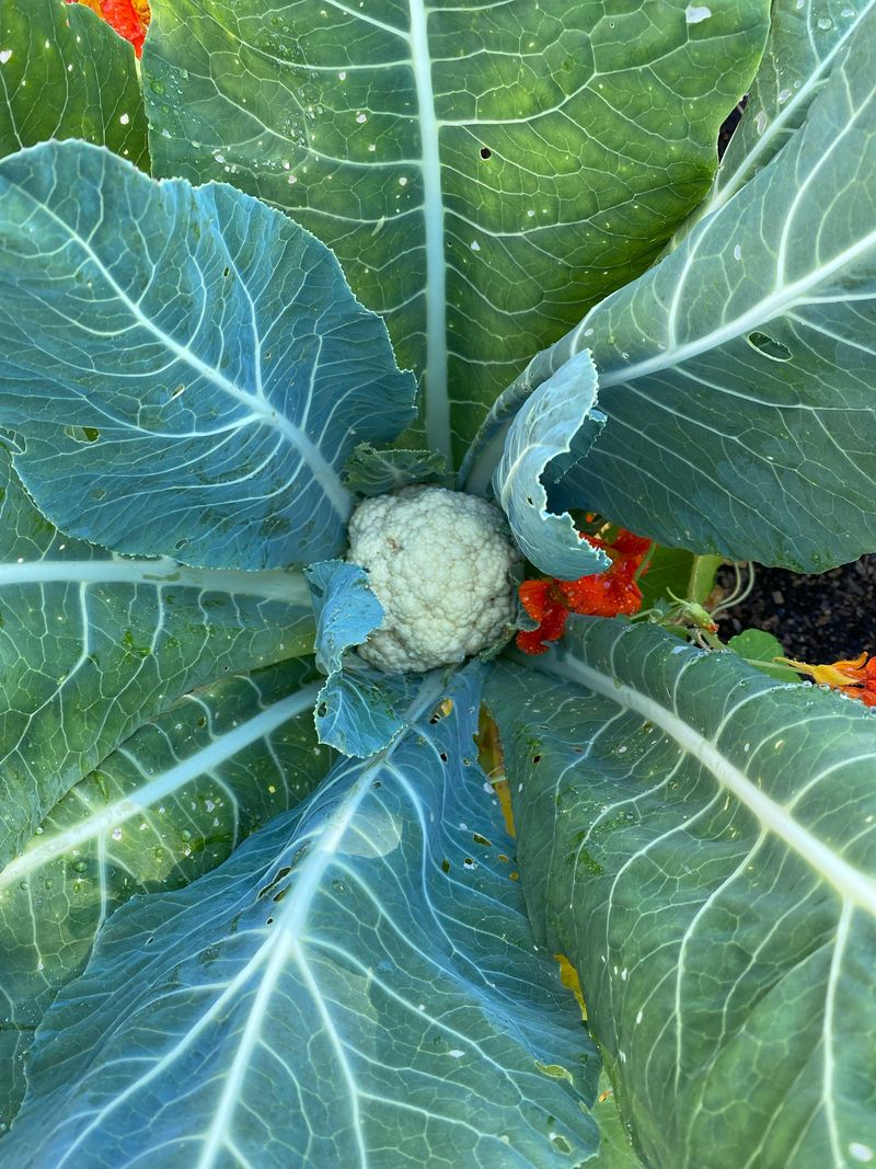 Get Cauliflower Into The Ground