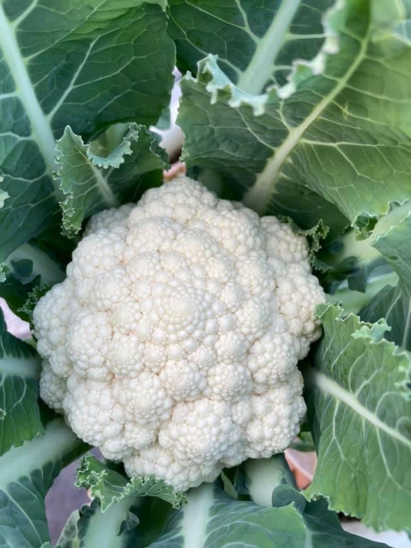 Get Cauliflower Moving Early