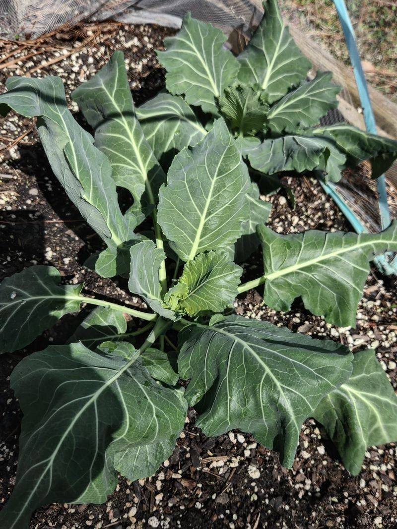 Get Collards Growing Now Get Collards Growing Now