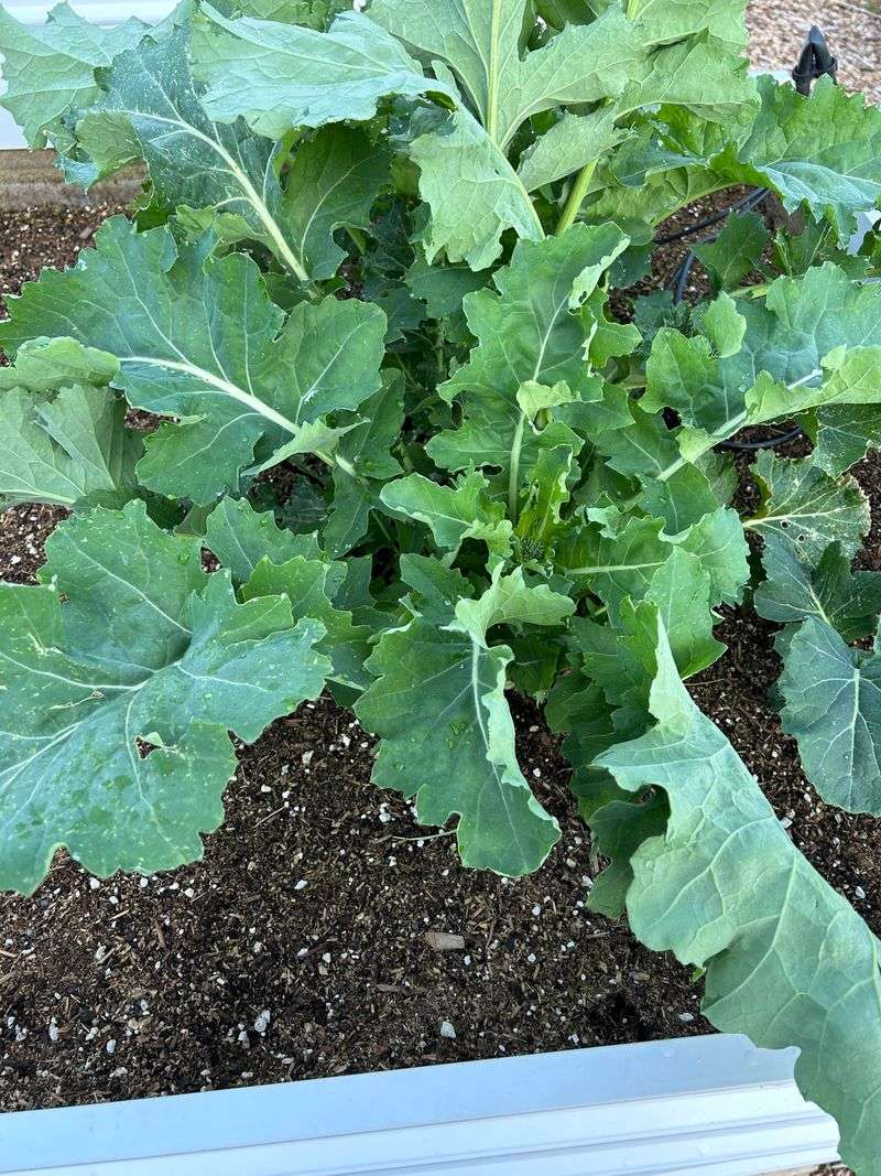 Get Kale Growing Now Get Kale Growing Now
