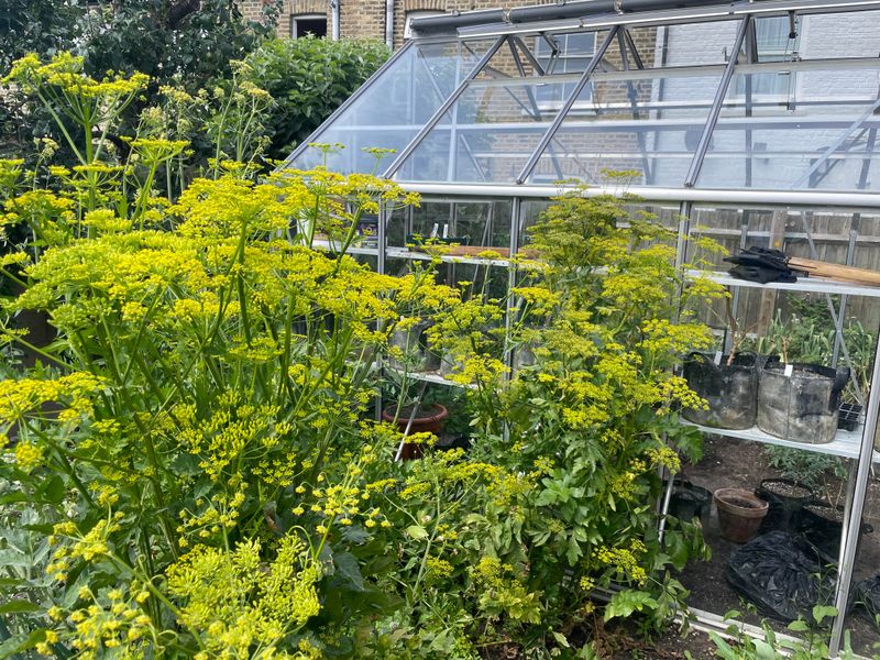 Get Parsnips Growing While Soil Is Warm