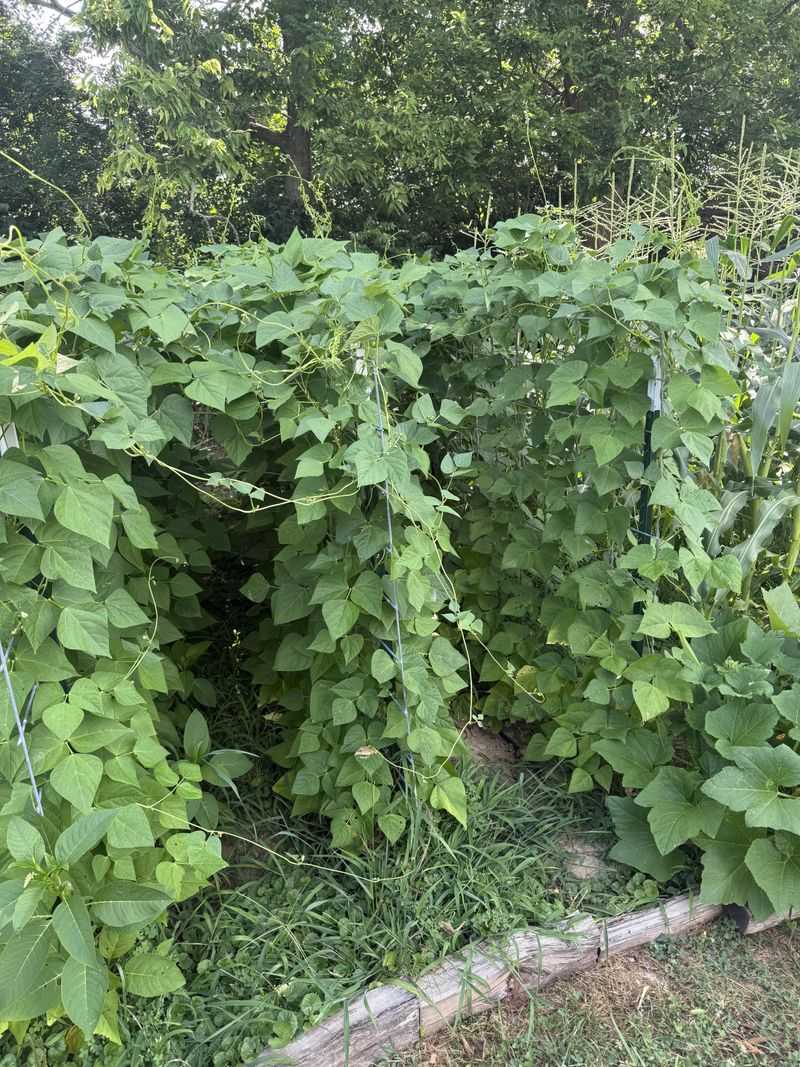 Get Pole Beans Climbing For Fall