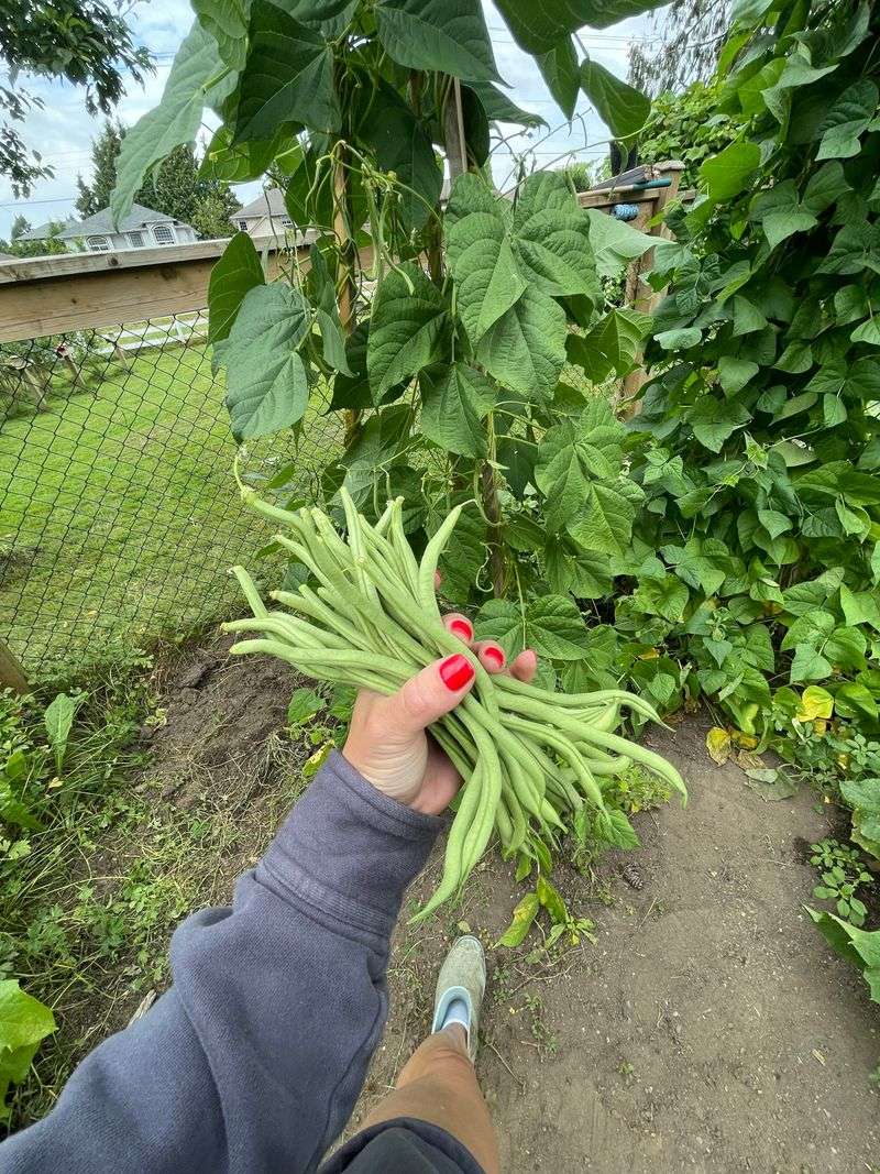Get Pole Beans Climbing For Fall
