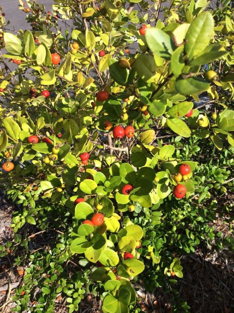 Get Privacy Without Another Invasive Shrub Get Privacy Without Another Invasive Shrub