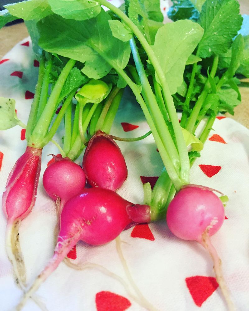 Get Radishes Moving For Quick Harvests