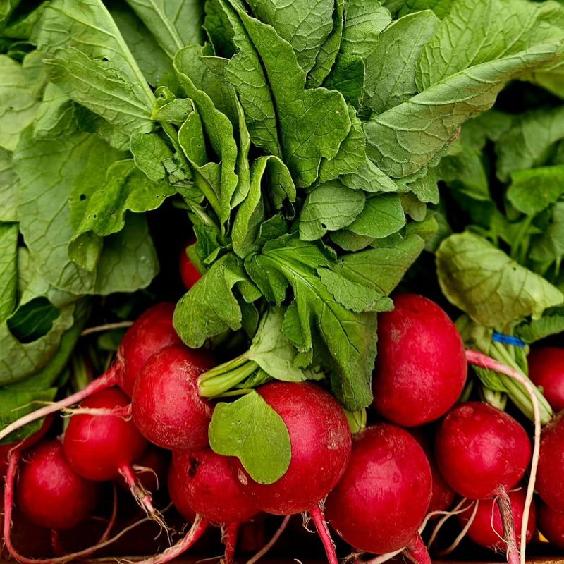 Get Radishes Moving While Soil Stays Warm Get Radishes Moving While Soil Stays Warm