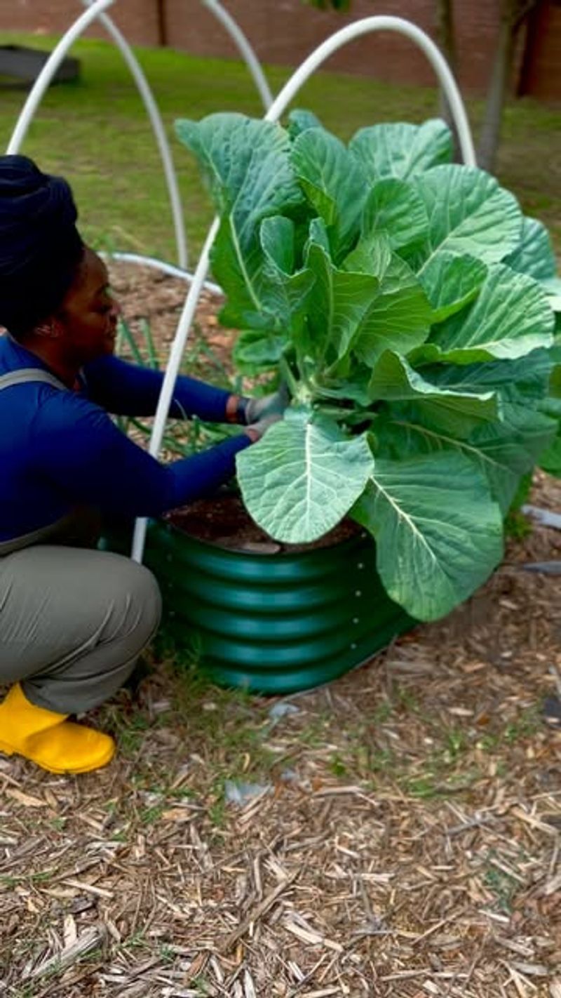 Get Seeds Or Transplants Through August Heat Get Seeds Or Transplants Through August Heat