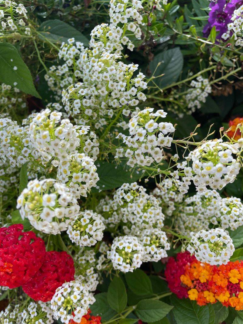 Get Sweet Alyssum Ready For Edges Get Sweet Alyssum Ready For Edges