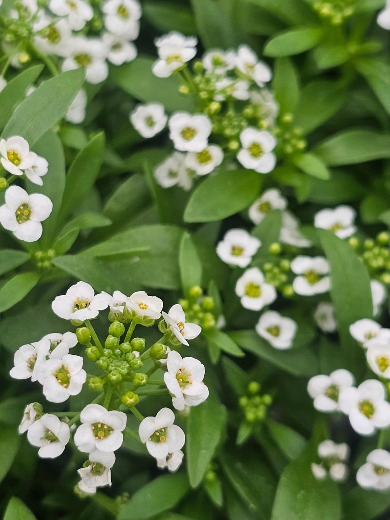 Get Sweet Alyssum Started Get Sweet Alyssum Started