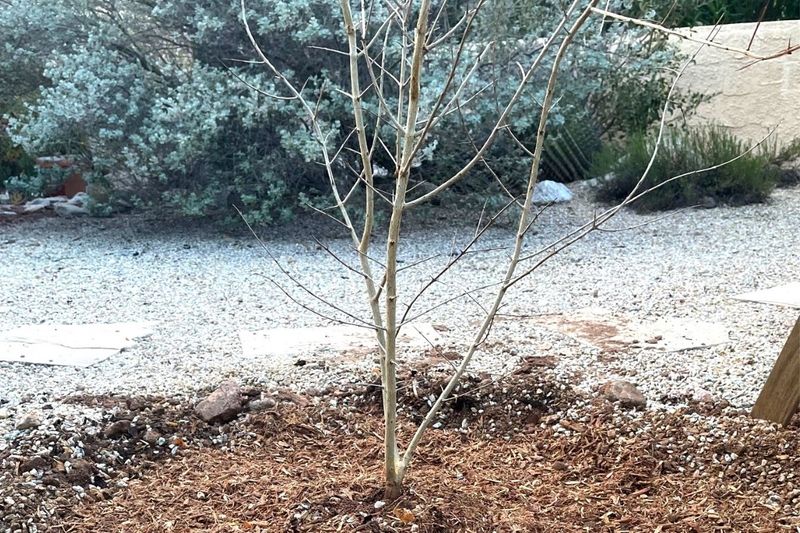 Get The Planting Area Ready Before Fall Arrives