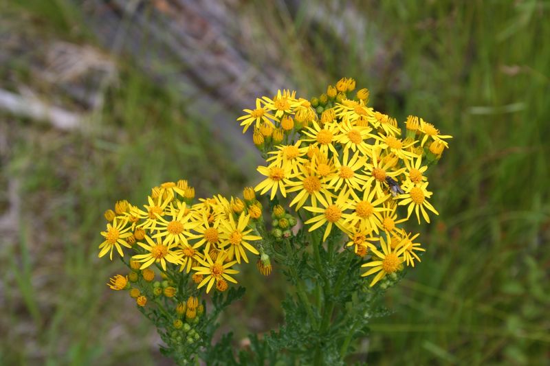 Get Yellow Flower Heads Into A Bag Fast