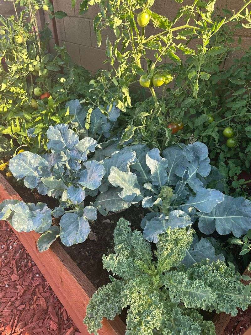 Get Your Beds Ready For Seeds And Transplants Get Your Beds Ready For Seeds And Transplants