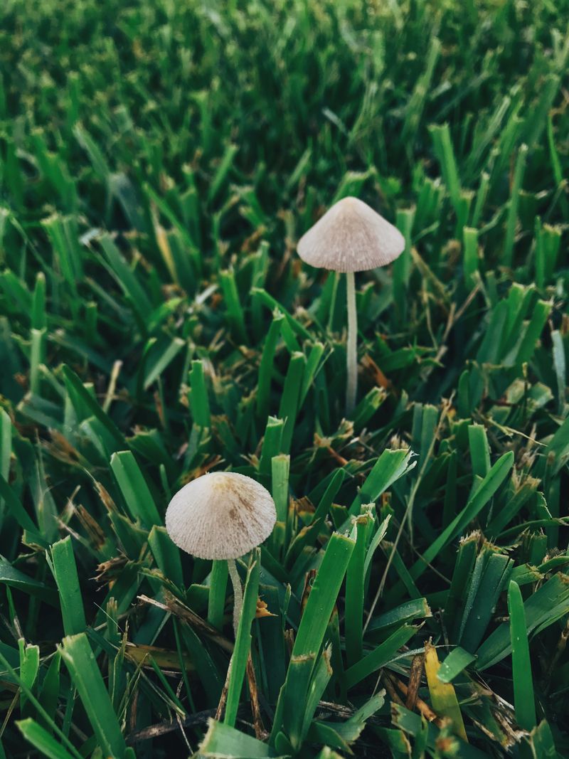 Getting Rid Of Mushrooms Without Damaging Your Grass Getting Rid Of Mushrooms Without Damaging Your Grass