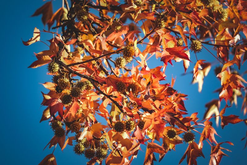 Getting Sweetgum Started In Your Yard Getting Sweetgum Started In Your Yard