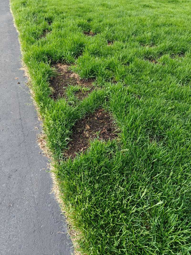 Getting Your Lawn Back On Track