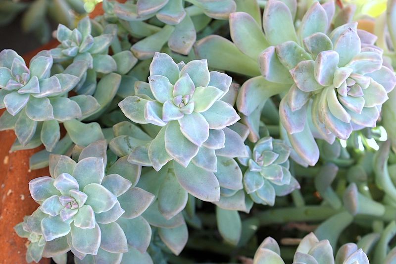 Ghost Plant Filling Sunny Gaps With Silvery Rosettes