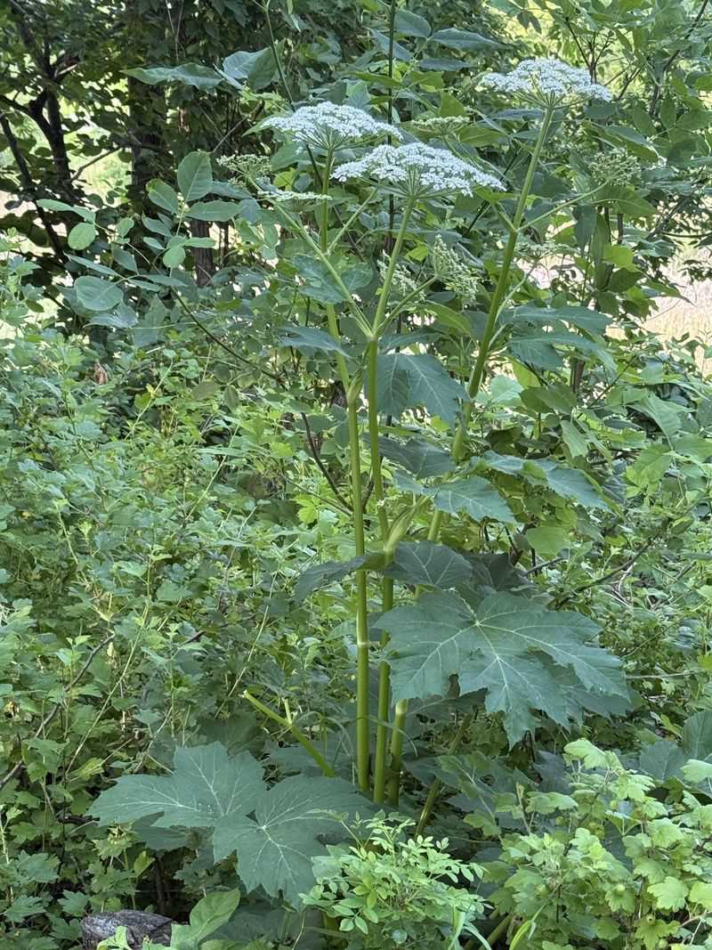 Giant Hogweed Is A Class A Noxious Weed Giant Hogweed Is A Class A Noxious Weed