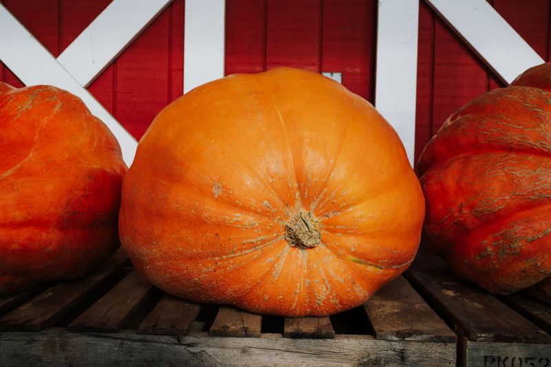 Giant Pumpkins Reveal Serious Feeding Skill