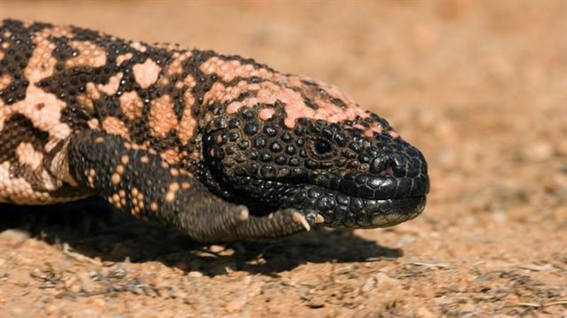 Gila Monster Activity During Arizona's Monsoon Season Gila Monster Activity During Arizona's Monsoon Season