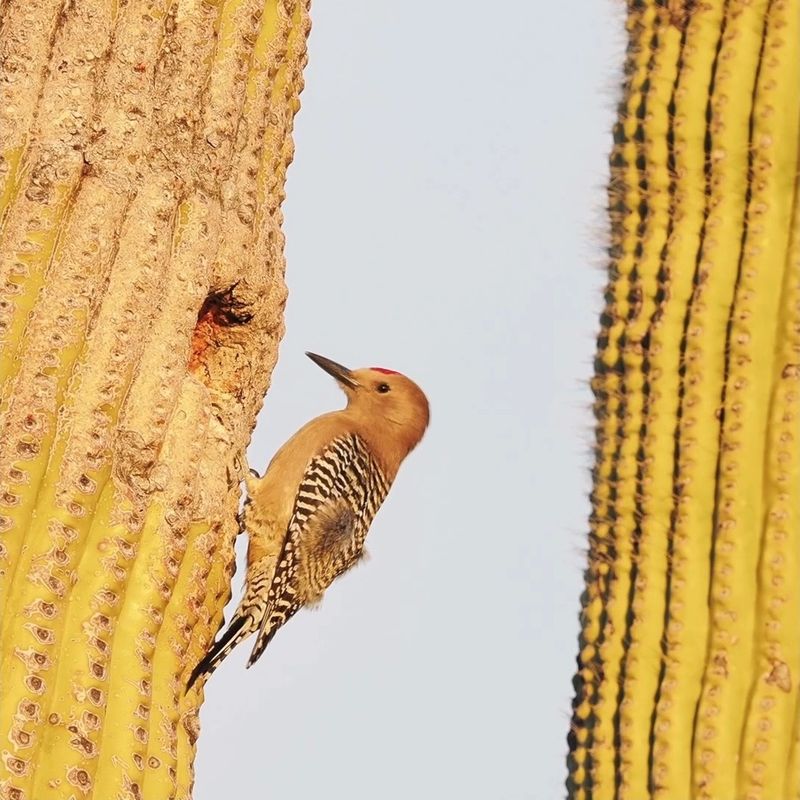Gila Woodpeckers Create Cavities Other Birds Can Use Gila Woodpeckers Create Cavities Other Birds Can Use