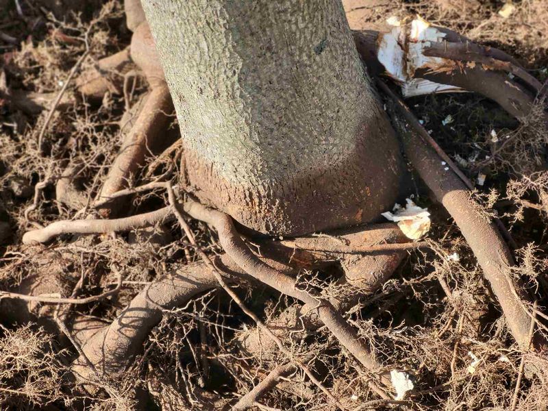 Girdling Roots Can Start Trouble Before The Tree Leaves The Nursery Girdling Roots Can Start Trouble Before The Tree Leaves The Nursery