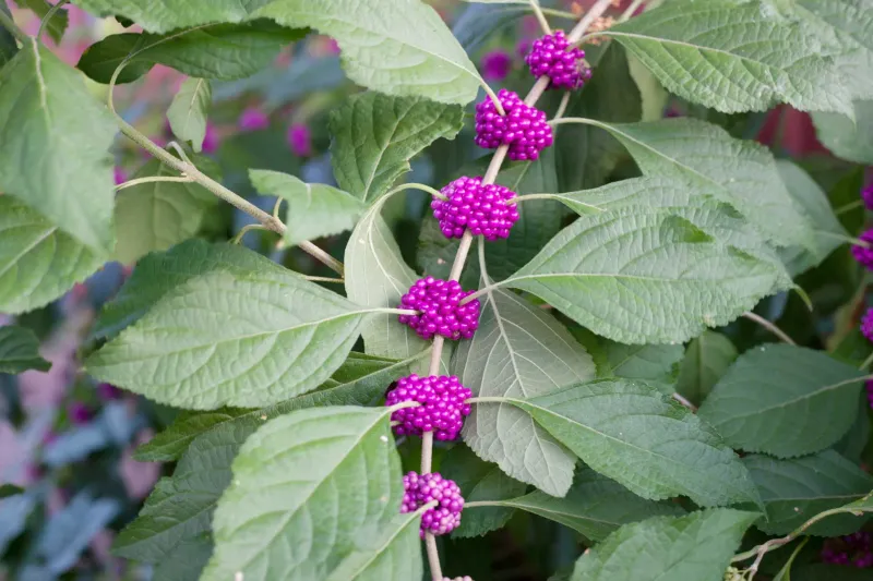 Give A New Planting A First-Season Routine