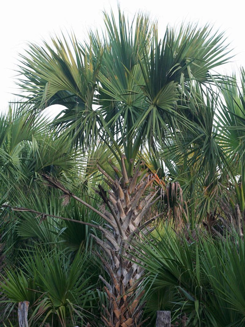 Give A Sabal Palm An Open Lawn To Own