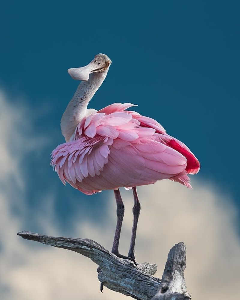 Give A Visiting Spoonbill Space Instead Of Feeding It Give A Visiting Spoonbill Space Instead Of Feeding It