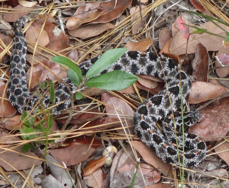 Give Any Hidden Snake Room Before You Start Moving Leaves