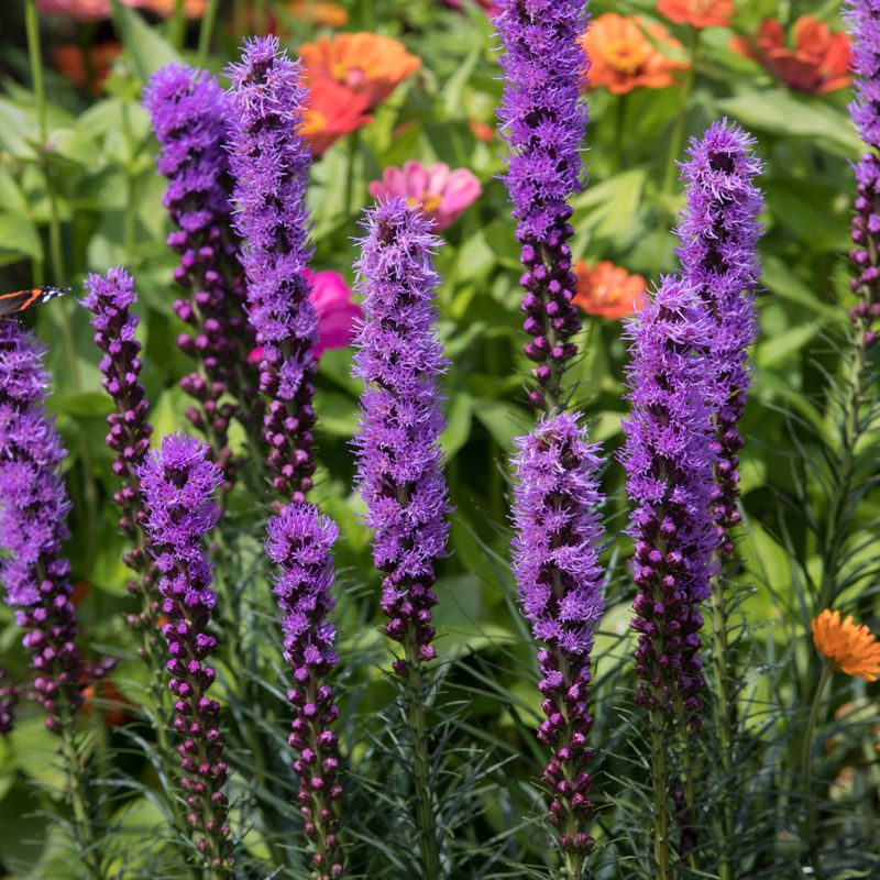 Give Appalachian Blazing Star Sharp Drainage Give Appalachian Blazing Star Sharp Drainage