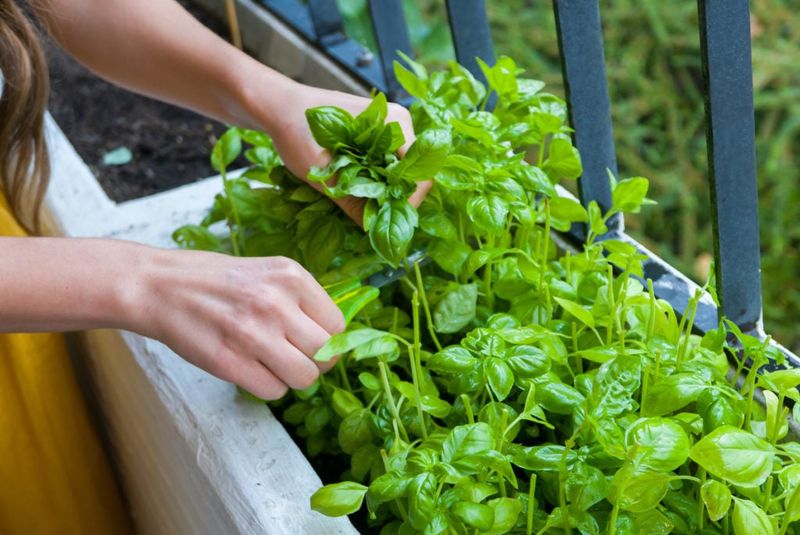 Give Basil The Pinching It Needs For Fuller Growth Give Basil The Pinching It Needs For Fuller Growth