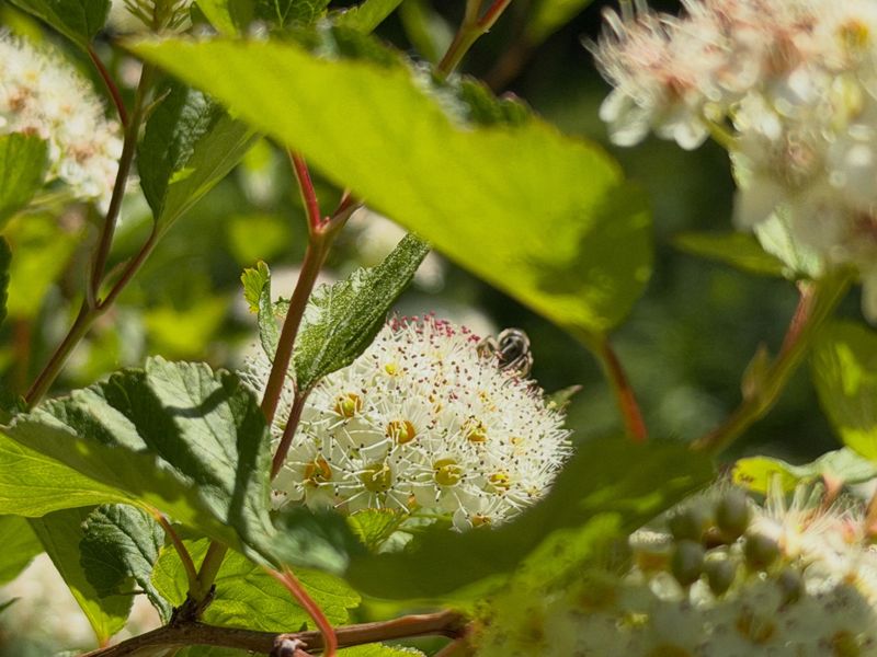 Give Birds Fruit In Early Fall