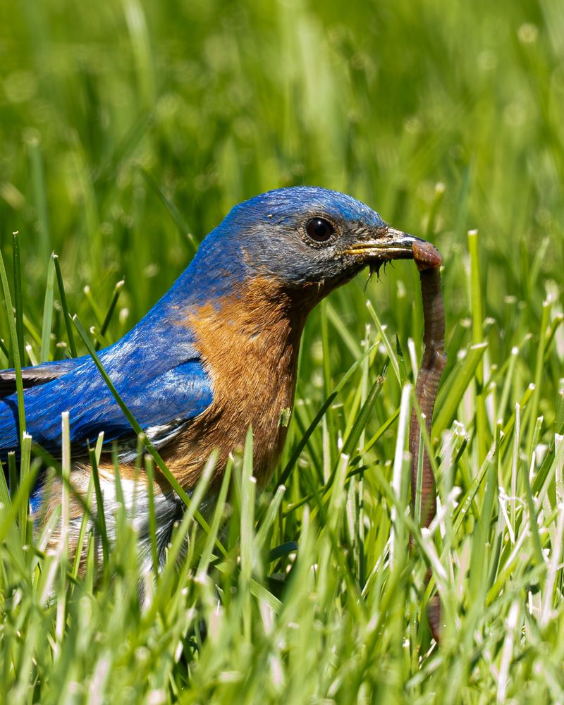 Give Bluebirds Open Ground To Hunt Give Bluebirds Open Ground To Hunt